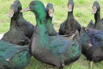 cayuga ducks