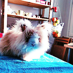 majestic floof ro on the table